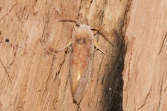 Cryptophasa rubescens