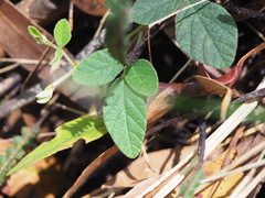 Desmodium rhytidophyllum