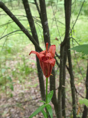 Lilium lancifolium