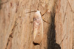 Cryptophasa rubescens