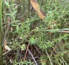 Platysace heterophylla heterophylla