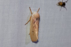 Cryptophasa rubescens