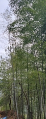 Phyllostachys edulis