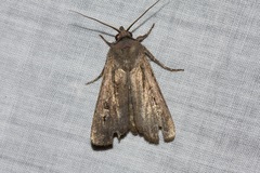 Agrotis infusa