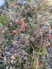 Acrothamnus colensoi