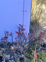 Acrothamnus colensoi