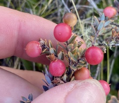 Acrothamnus colensoi
