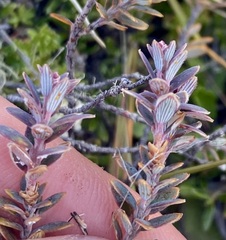 Acrothamnus colensoi