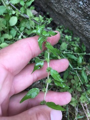 Parietaria pensylvanica