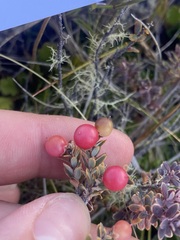 Acrothamnus colensoi