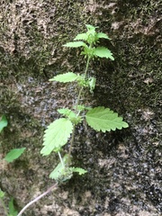 Hesperocnide tenella