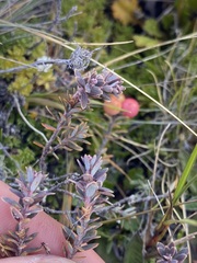 Acrothamnus colensoi