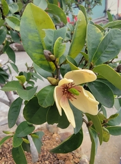 Magnolia figo