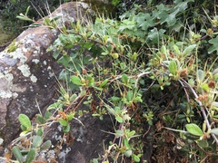 Cercocarpus betuloides betuloides