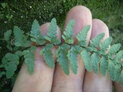 Asplenium bradleyi