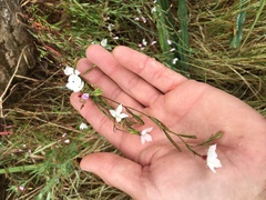 Clarkia epilobioides