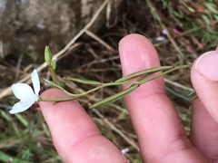 Clarkia epilobioides