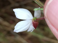 Clarkia epilobioides
