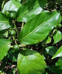 Gynochthodes jasminoides