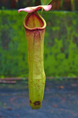 Nepenthes khasiana