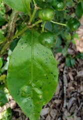 Gynochthodes jasminoides