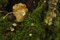 Mycena viridimarginata