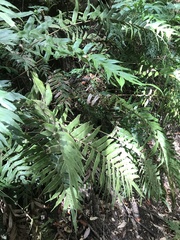 Blechnum wattsii
