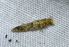 Moerarchis inconcisella