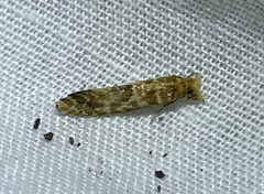 Moerarchis inconcisella