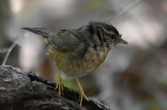 Phylloscopus schwarzi