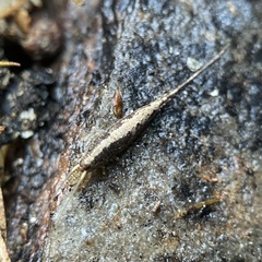 Meinertellidae