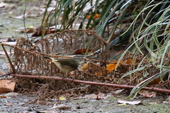 Myiothlypis fulvicauda