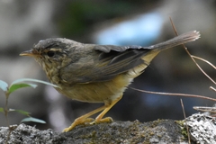 Phylloscopus schwarzi
