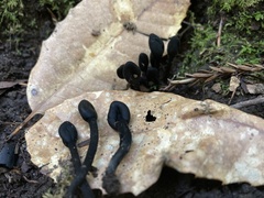 Trichoglossum
