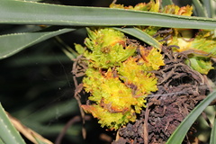 Aceria aloinis
