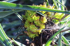Aceria aloinis