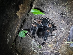 Megaphobema mesomelas