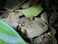 Craugastor crassidigitus