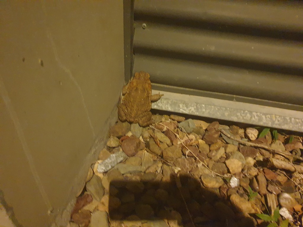 Cane Toad from Brisbane QLD, Australia on January 25, 2023 at 1046 PM