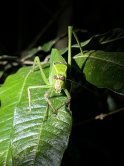 Stilpnochlora thoracica