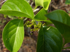 Canthium coromandelicum