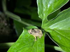 Pristimantis ridens