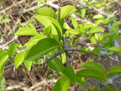 Canthium coromandelicum