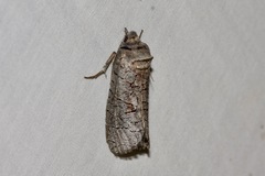 Culama suffusca