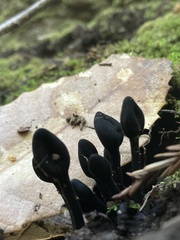 Trichoglossum