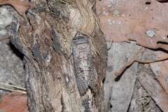 Culama suffusca
