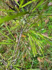 Carmichaelia australis