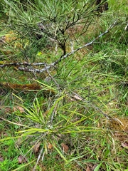 Carmichaelia australis