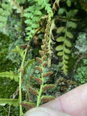Asplenium × kentuckiense
