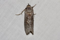 Culama suffusca
